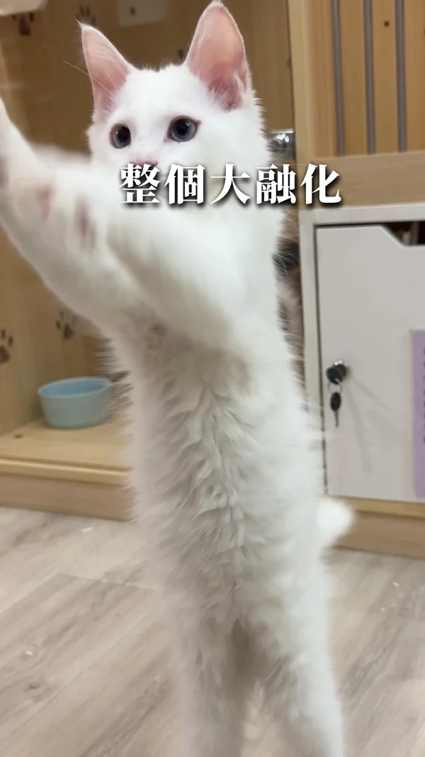 貓舍｜親子寵物 KOC 短影音案例封面